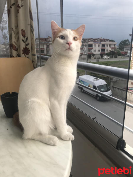 American Shorthair, Kedi  Tırtık fotoğrafı