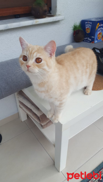 British Shorthair, Kedi  Robin fotoğrafı