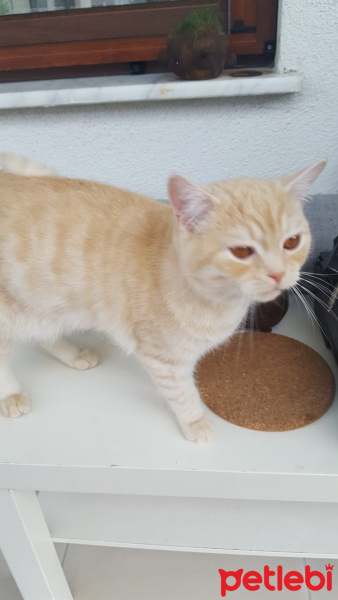 British Shorthair, Kedi  Robin fotoğrafı