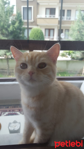 British Shorthair, Kedi  Robin fotoğrafı