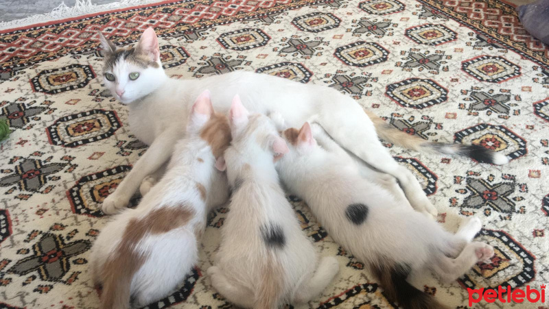 Tekir Kedi, Kedi  Leo fotoğrafı