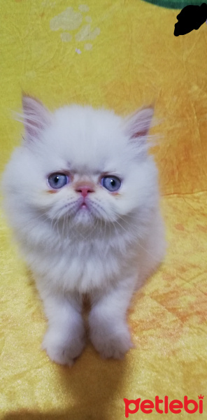 İran Kedisi (Persian), Kedi  Maya familya fotoğrafı