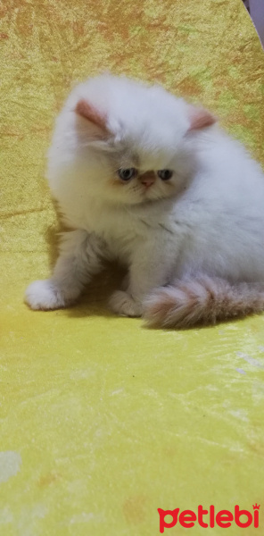 İran Kedisi (Persian), Kedi  Maya familya fotoğrafı