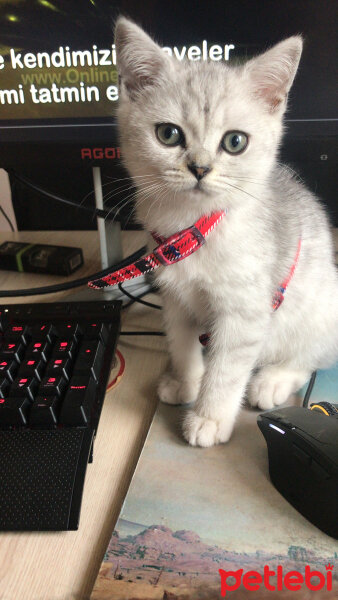 British Shorthair, Kedi  Misty fotoğrafı