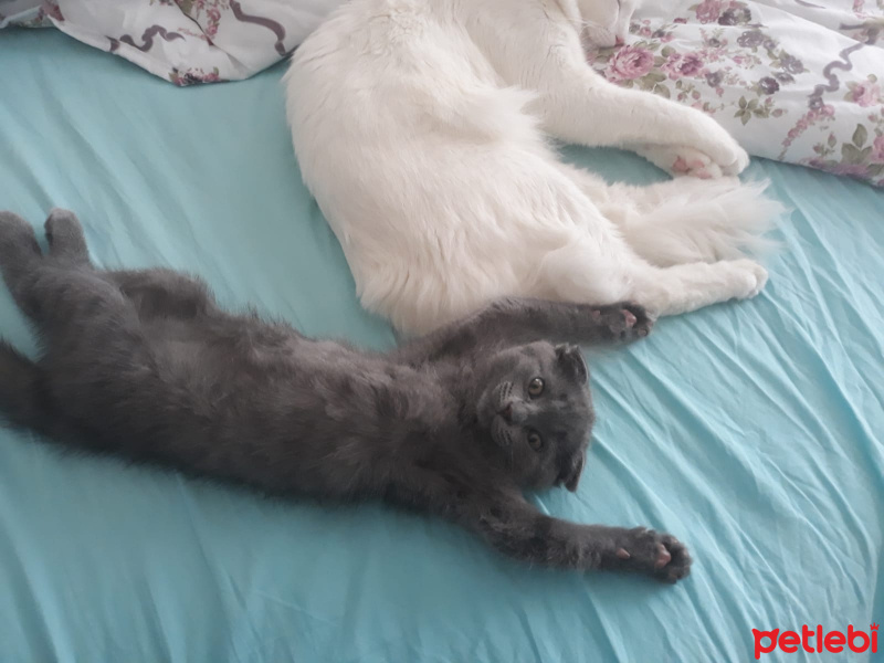 Van Kedisi, Kedi  Finfin fotoğrafı