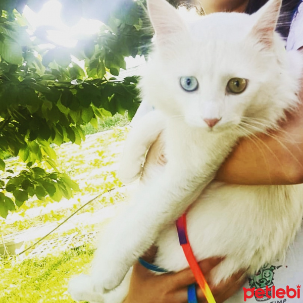 Van Kedisi, Kedi  Finfin fotoğrafı