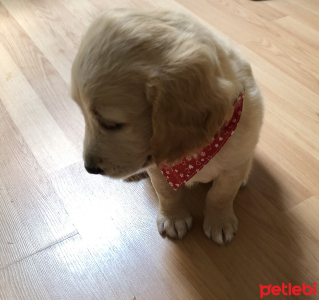 Golden Retriever, Köpek  Paşa fotoğrafı