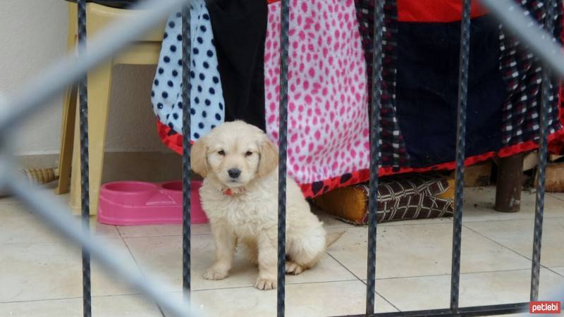 Golden Retriever, Köpek  Lex fotoğrafı