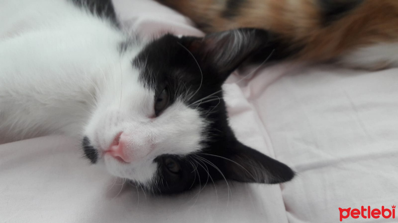 Tekir Kedi, Kedi  Tarkan fotoğrafı