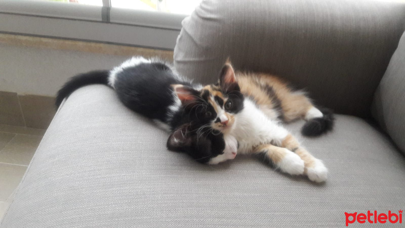 Tekir Kedi, Kedi  Nazlı fotoğrafı