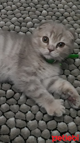 Scottish Fold, Kedi  Maya fotoğrafı