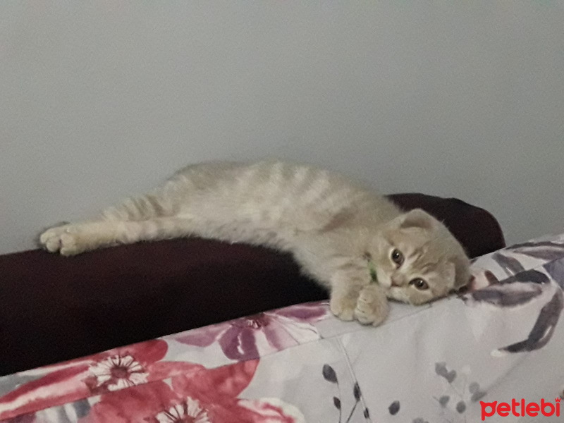 Scottish Fold, Kedi  Maya fotoğrafı