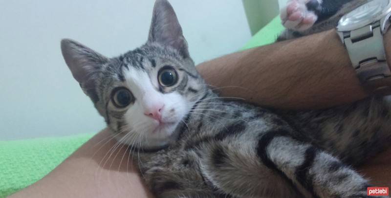 Tekir Kedi, Kedi  Luccy fotoğrafı