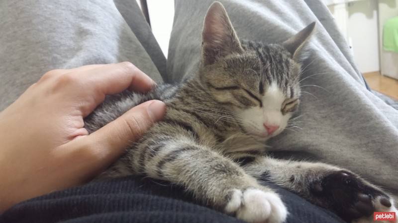 Tekir Kedi, Kedi  Luccy fotoğrafı