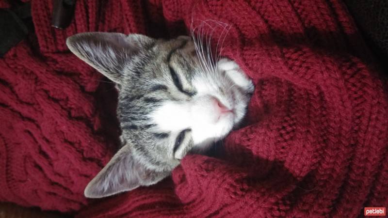 Tekir Kedi, Kedi  Luccy fotoğrafı