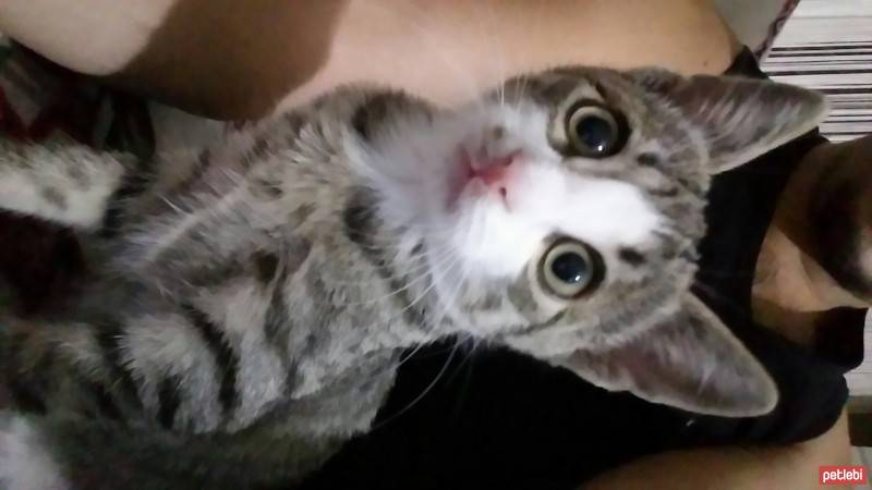 Tekir Kedi, Kedi  Luccy fotoğrafı