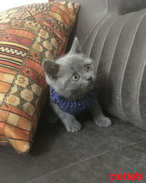 Tekir Kedi, Kedi  Luccy fotoğrafı