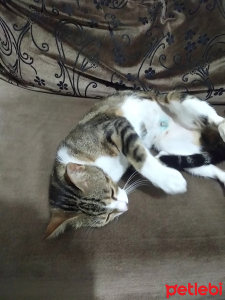 Tekir Kedi, Kedi  Pamuk fotoğrafı