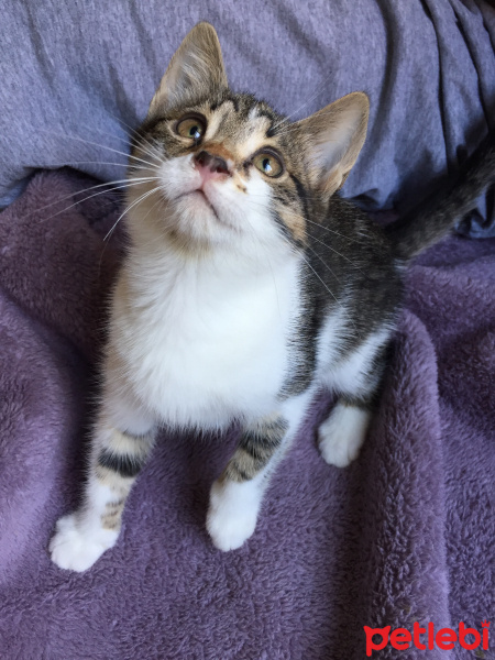 Tekir Kedi, Kedi  Nameless fotoğrafı