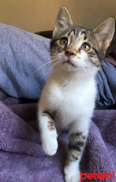 Tekir Kedi, Kedi  Nameless fotoğrafı
