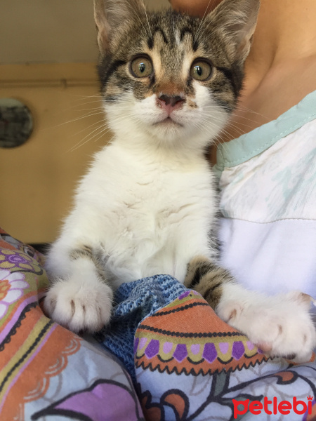 Tekir Kedi, Kedi  Nameless fotoğrafı
