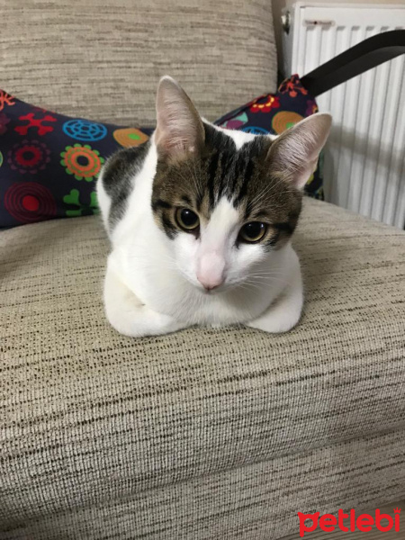 Tekir Kedi, Kedi  kırpık fotoğrafı