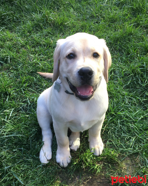Labrador Retriever, Köpek  Alex fotoğrafı