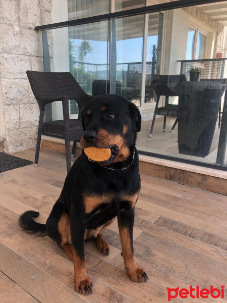 Rottweiler, Köpek  Şans fotoğrafı