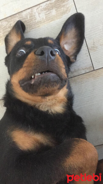 Rottweiler, Köpek  Şans fotoğrafı