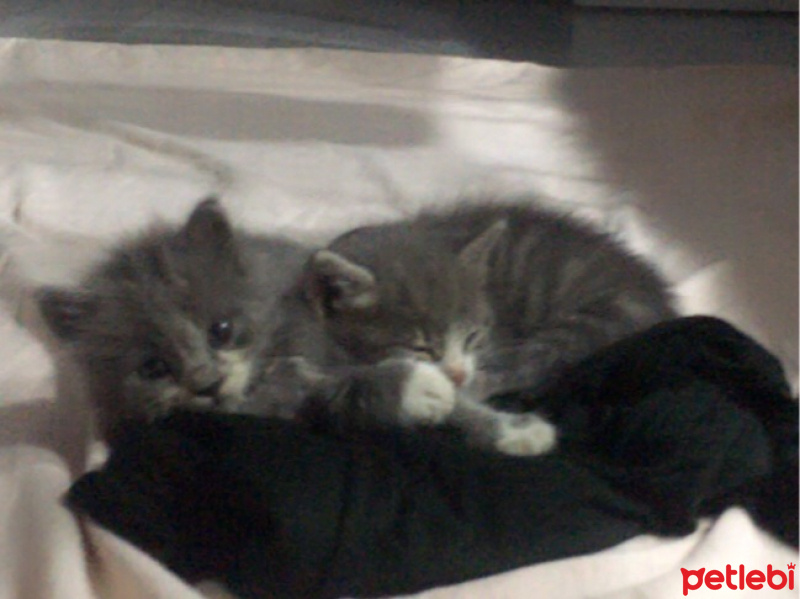 Tekir Kedi, Kedi  Tombalak fotoğrafı