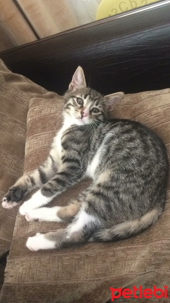 Tekir Kedi, Kedi  Lily (BEYLİKDÜZÜ) fotoğrafı