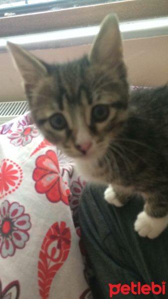 Tekir Kedi, Kedi  Lily (BEYLİKDÜZÜ) fotoğrafı