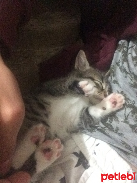 Tekir Kedi, Kedi  Lily (BEYLİKDÜZÜ) fotoğrafı