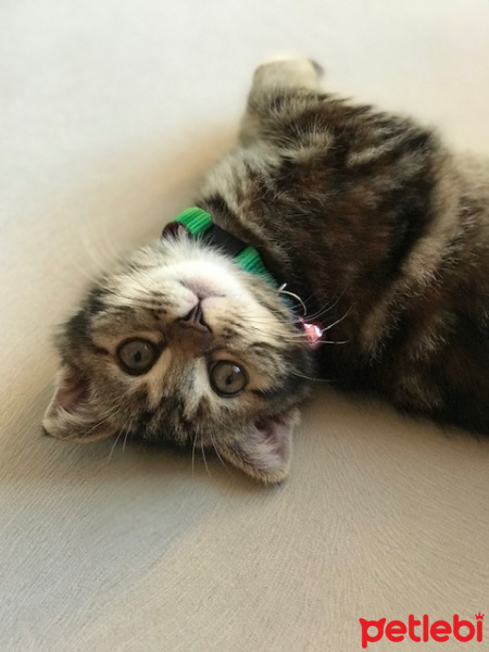 Scottish Fold, Kedi  lokum fotoğrafı