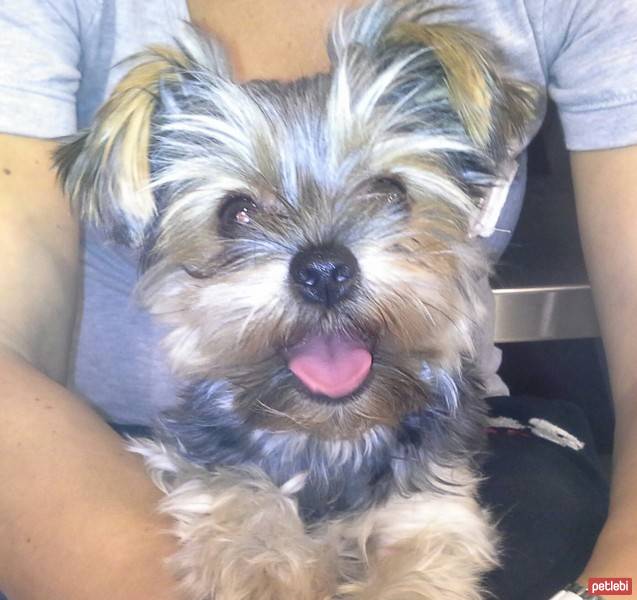 Yorkshire Terrier, Köpek  Carmen fotoğrafı