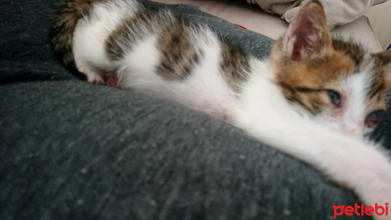 Tekir Kedi, Kedi  Pilav fotoğrafı