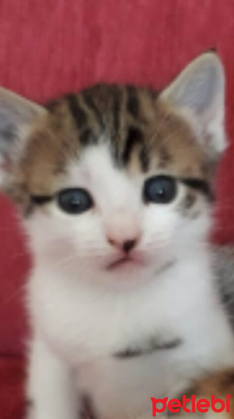 Tekir Kedi, Kedi  Pilav fotoğrafı