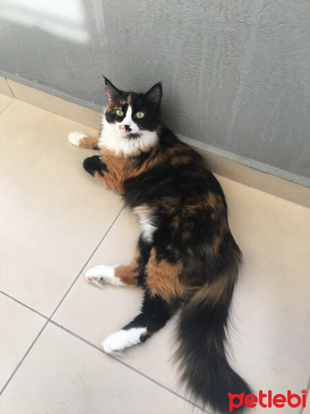 Tekir Kedi, Kedi  Eva fotoğrafı