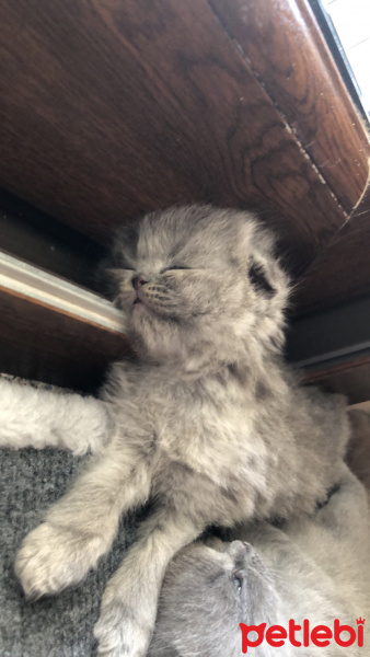 British Shorthair, Kedi  cilek fotoğrafı