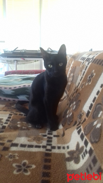 Van Kedisi, Kedi  Merlin fotoğrafı