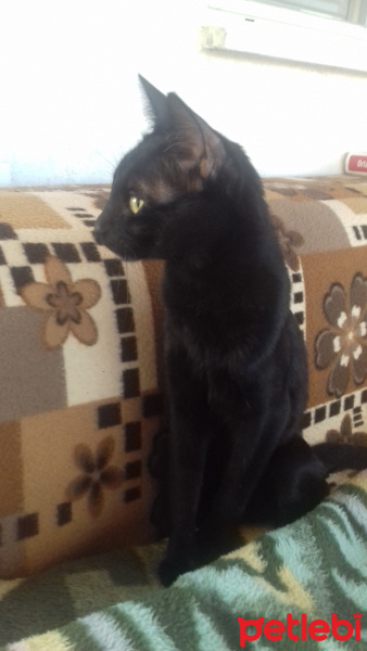 Van Kedisi, Kedi  Merlin fotoğrafı