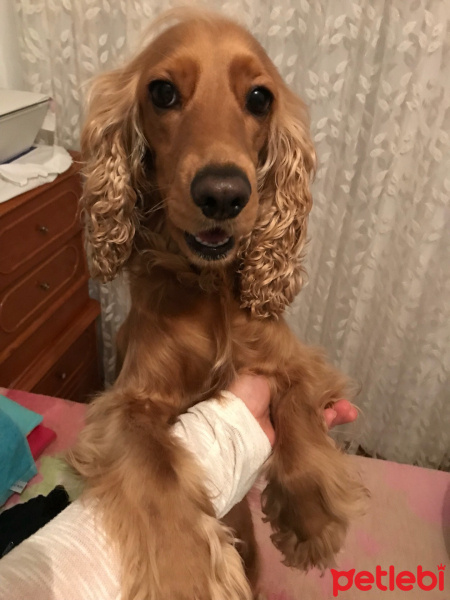 İngiliz Cocker Spaniel, Köpek  Lady fotoğrafı
