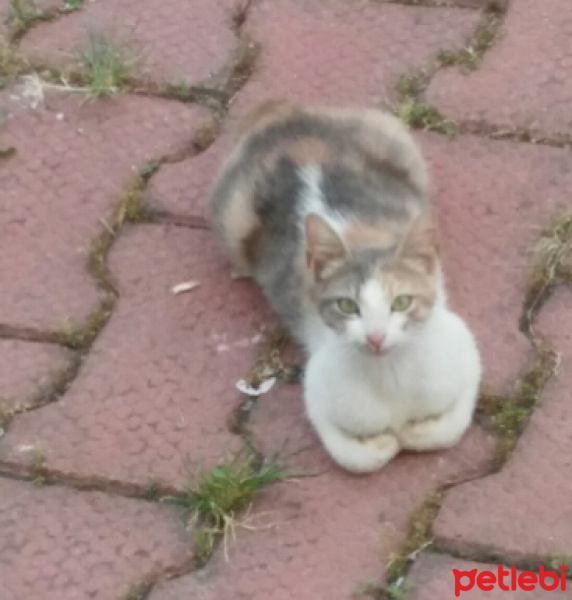 Tekir Kedi, Kedi  Lena fotoğrafı
