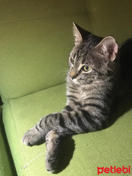 Tekir Kedi, Kedi  jazz fotoğrafı