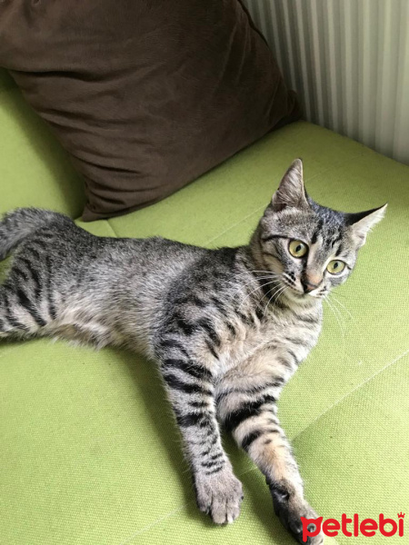 Tekir Kedi, Kedi  jazz fotoğrafı