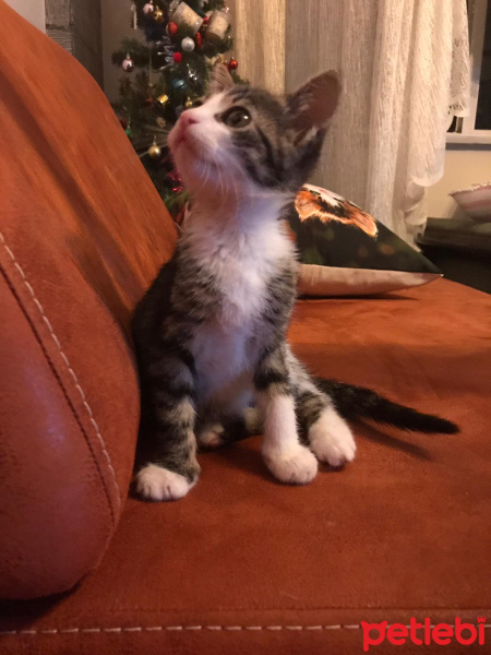 Tekir Kedi, Kedi  Lulu fotoğrafı