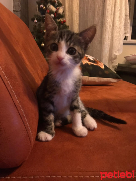 Tekir Kedi, Kedi  Lulu fotoğrafı