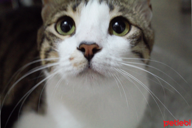 Tekir Kedi, Kedi  kaçak fotoğrafı