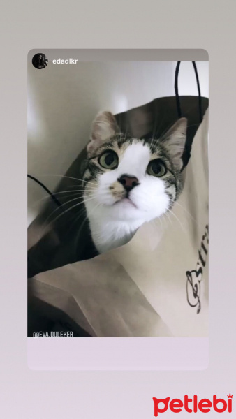 Tekir Kedi, Kedi  kaçak fotoğrafı
