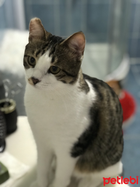 Tekir Kedi, Kedi  kaçak fotoğrafı